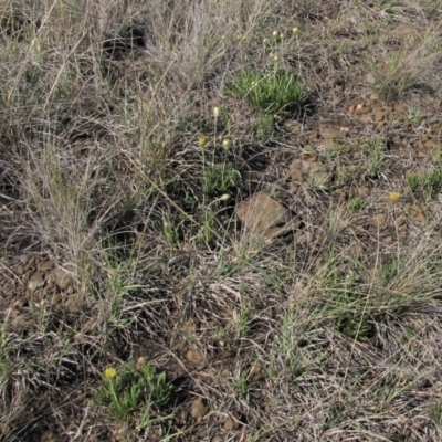 Rutidosis leiolepis (Monaro Golden Daisy) at Cooma Grasslands Reserves - 21 Nov 2018 by AndyRoo