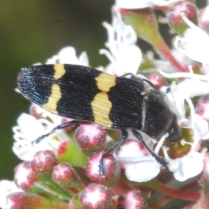 Castiarina bifasciata at Tinderry, NSW - 13 Jan 2023