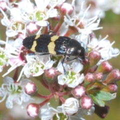 Castiarina bifasciata at Tinderry, NSW - 13 Jan 2023