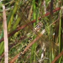 Synthemis eustalacta (Swamp Tigertail) at Tinderry, NSW - 13 Jan 2023 by Harrisi