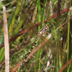 Synthemis eustalacta at Tinderry, NSW - 13 Jan 2023