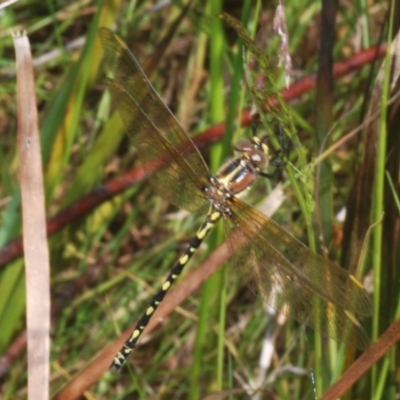 Synthemis eustalacta (Swamp Tigertail) at Tinderry, NSW - 13 Jan 2023 by Harrisi