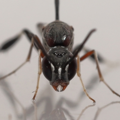 Unverified Parasitic wasp (numerous families) at  - suppressed by TimL