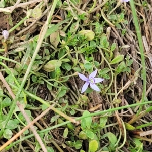 Isotoma fluviatilis subsp. australis at Gundaroo, NSW - 13 Jan 2023