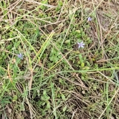 Isotoma fluviatilis subsp. australis at Gundaroo, NSW - 13 Jan 2023