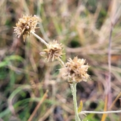 Euchiton japonicus (Creeping Cudweed) at Gundaroo, NSW - 12 Jan 2023 by trevorpreston