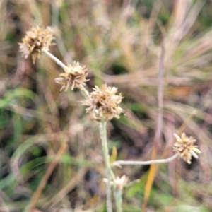 Euchiton japonicus at Gundaroo, NSW - 13 Jan 2023