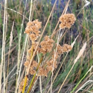 Juncus sp. at Gundaroo, NSW - 13 Jan 2023 08:26 AM