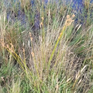 Juncus sp. at Gundaroo, NSW - 13 Jan 2023 08:26 AM