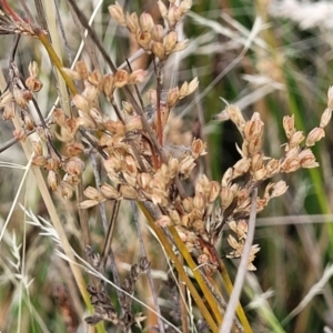 Juncus subsecundus at Gundaroo, NSW - 13 Jan 2023