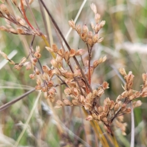 Juncus subsecundus at Gundaroo, NSW - 13 Jan 2023