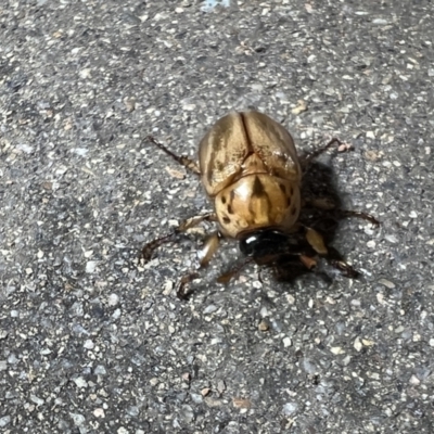 Cyclocephala signaticollis (Argentinian scarab) at Holt, ACT - 12 Jan 2023 by JimL