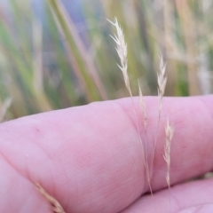 Lachnagrostis filiformis (Blown Grass) at Gundaroo, NSW - 12 Jan 2023 by trevorpreston