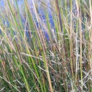 Lachnagrostis filiformis at Gundaroo, NSW - 13 Jan 2023 08:24 AM