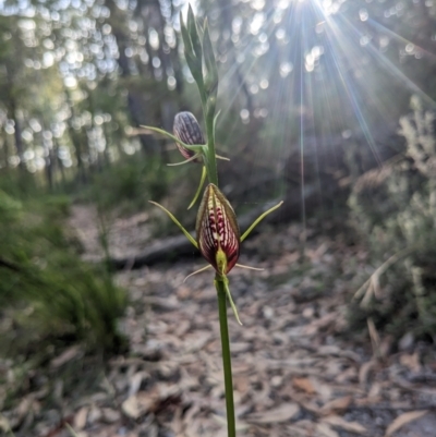 Cryptostylis erecta (Bonnet Orchid) at Lilli Pilli, NSW - 13 Jan 2023 by WalterEgo