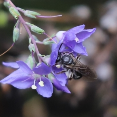 Lasioglossum (Chilalictus) sp. (genus & subgenus) (Halictid bee) at Cook, ACT - 1 Dec 2022 by Tammy