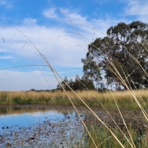 Amphibromus neesii at Gundaroo, NSW - 13 Jan 2023