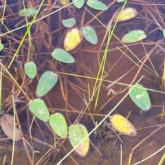 Ottelia ovalifolia (Swamp Lily) at Gundaroo, NSW - 13 Jan 2023 by trevorpreston