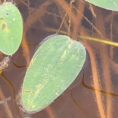 Ottelia ovalifolia at Gundaroo, NSW - 13 Jan 2023 08:22 AM