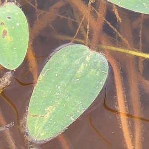 Ottelia ovalifolia at Gundaroo, NSW - 13 Jan 2023 08:22 AM