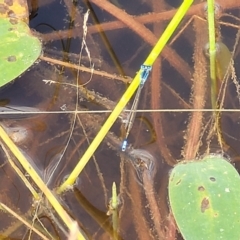 Ischnura heterosticta at Gundaroo, NSW - 13 Jan 2023 08:21 AM