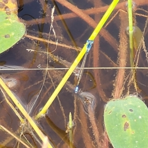 Ischnura heterosticta at Gundaroo, NSW - 13 Jan 2023