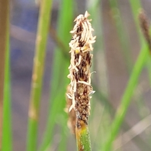 Eleocharis acuta at Gundaroo, NSW - 13 Jan 2023 08:20 AM