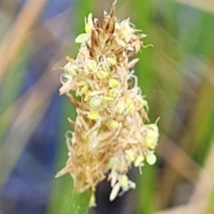 Eleocharis acuta at Gundaroo, NSW - 13 Jan 2023 08:20 AM