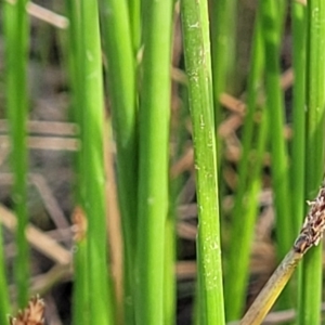 Eleocharis acuta at Gundaroo, NSW - 13 Jan 2023 08:20 AM