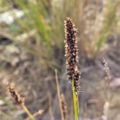Carex appressa (Tall Sedge) at Mcleods Creek Res (Gundaroo) - 12 Jan 2023 by trevorpreston