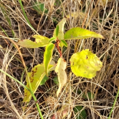 Prunus sp. (A Plum) at Mcleods Creek Res (Gundaroo) - 12 Jan 2023 by trevorpreston