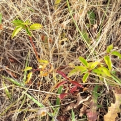 Prunus sp. at Gundaroo, NSW - 13 Jan 2023