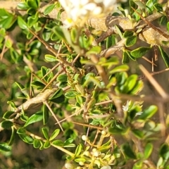 Bursaria spinosa subsp. lasiophylla at Gundaroo, NSW - 13 Jan 2023 08:11 AM