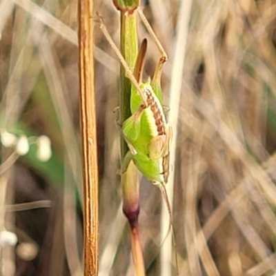 Conocephalus semivittatus (Meadow katydid) at Gundaroo, NSW - 12 Jan 2023 by trevorpreston