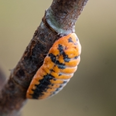 Monophlebulus sp. (genus) (Giant Snowball Mealybug) at Penrose, NSW - 11 Jan 2023 by Aussiegall