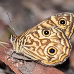 Geitoneura acantha (Ringed Xenica) at Penrose, NSW - 11 Jan 2023 by Aussiegall