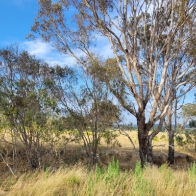 Eucalyptus melliodora (Yellow Box) at Gundaroo, NSW - 12 Jan 2023 by trevorpreston