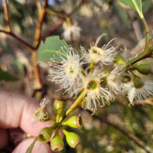 Eucalyptus melliodora at Mcleods Creek Res (Gundaroo) - 13 Jan 2023