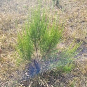 Cassinia sifton at Gundaroo, NSW - 13 Jan 2023