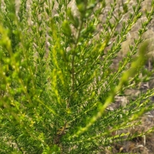 Cassinia sifton at Gundaroo, NSW - 13 Jan 2023