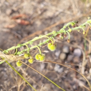 Hackelia suaveolens at Gundaroo, NSW - 13 Jan 2023 08:01 AM