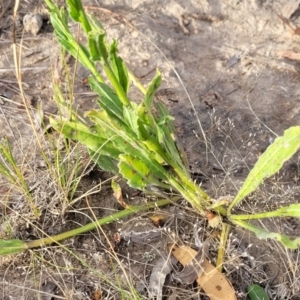 Hackelia suaveolens at Gundaroo, NSW - 13 Jan 2023 08:01 AM