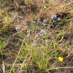 Eryngium ovinum at Gundaroo, NSW - 13 Jan 2023 07:59 AM