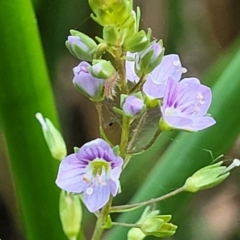 Veronica anagallis-aquatica (Blue Water Speedwell) at Lawson, ACT - 12 Jan 2023 by trevorpreston