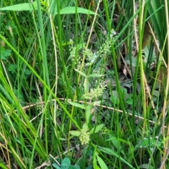 Veronica anagallis-aquatica at Lawson, ACT - 13 Jan 2023