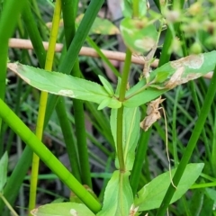 Veronica anagallis-aquatica at Lawson, ACT - 13 Jan 2023