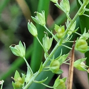 Veronica anagallis-aquatica at Lawson, ACT - 13 Jan 2023