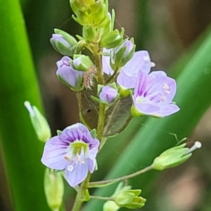 Veronica anagallis-aquatica at Lawson, ACT - 13 Jan 2023 06:59 AM