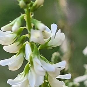 Melilotus albus at Lawson, ACT - 13 Jan 2023 06:58 AM