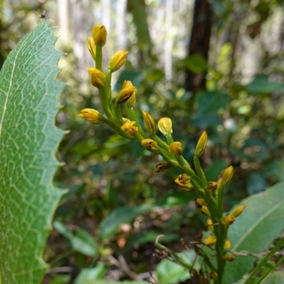 Prasophyllum flavum (Yellow Leek Orchid) at Jerrawangala, NSW - 9 Jan 2023 by RobG1